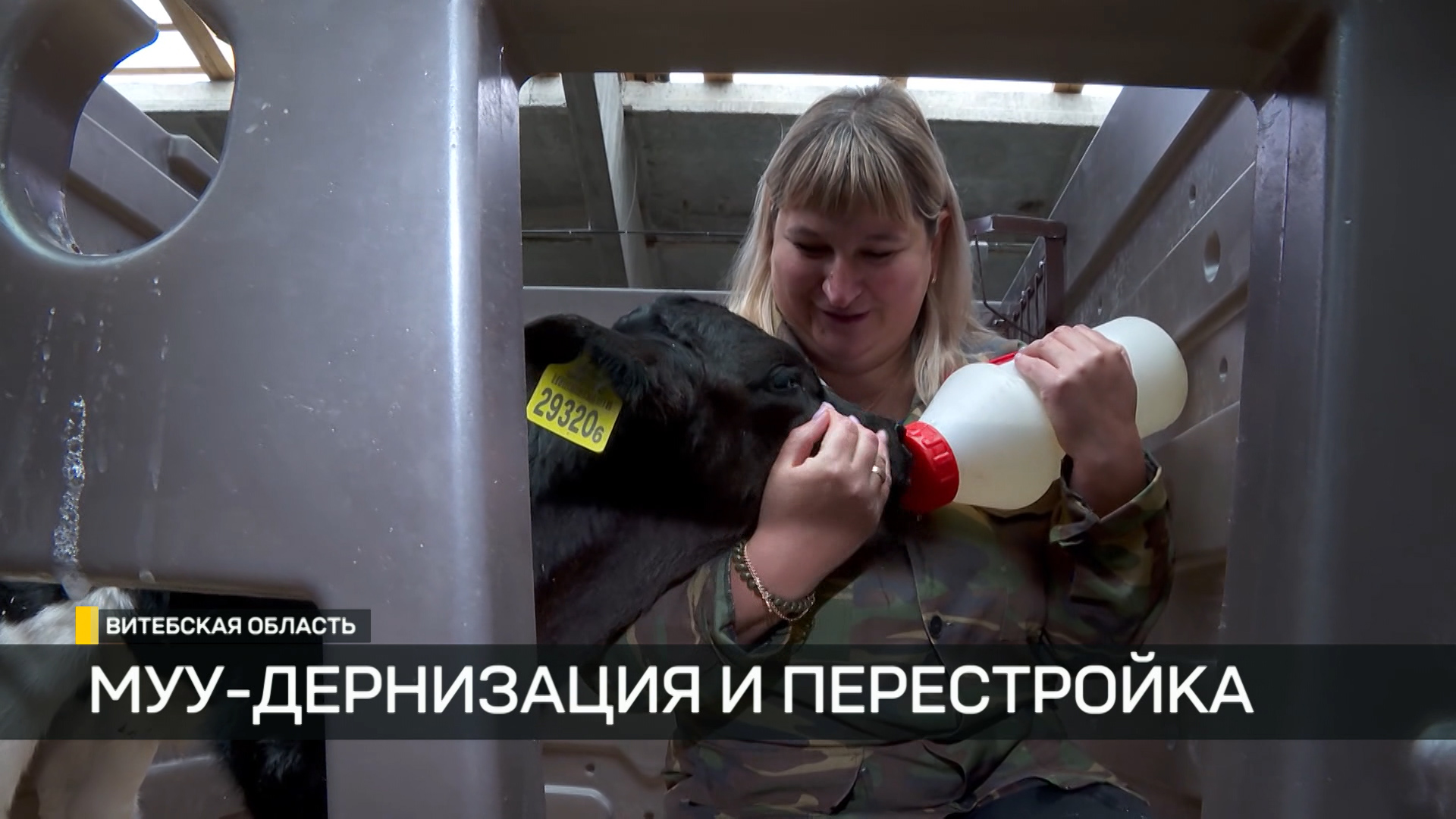 Женщина в камуфляжной одежде кормит телёнка из бутылочки в загоне на ферме в Витебской области; на ухе животного — жёлтая бирка с номером.